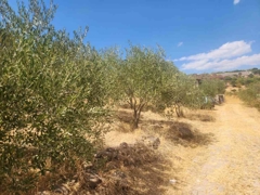 MANISA YUNUSEMRE ÇAMLICA ZEYTINLIK MUSTAKIL PARSEL