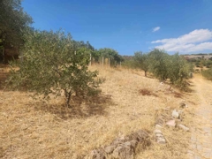 MANISA YUNUSEMRE ÇAMLICA ZEYTINLIK MUSTAKIL PARSEL