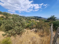 MANISA YUNUSEMRE ÇAMLICA ZEYTINLIK MUSTAKIL PARSEL