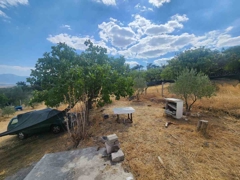 MANISA YUNUSEMRE ÇAMLICA ZEYTINLIK MUSTAKIL PARSEL