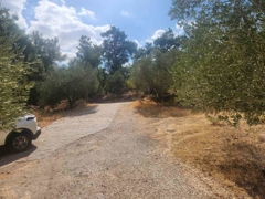 MANISA YUNUSEMRE ÇAMLICA ZEYTINLIK MUSTAKIL PARSEL