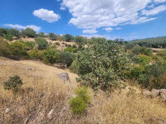 MANISA YUNUSEMRE ÇAMLICA ZEYTINLIK MUSTAKIL PARSEL