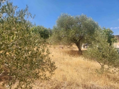 MANISA YUNUSEMRE ÇAMLICA ZEYTINLIK MUSTAKIL PARSEL