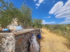 MANISA YUNUSEMRE ÇAMLICA ZEYTINLIK MUSTAKIL PARSEL