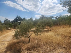 MANISA YUNUSEMRE ÇAMLICA ZEYTINLIK MUSTAKIL PARSEL