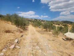 MANISA YUNUSEMRE ÇAMLICA ZEYTINLIK MUSTAKIL PARSEL