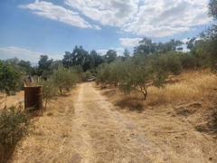 MANISA YUNUSEMRE ÇAMLICA ZEYTINLIK MUSTAKIL PARSEL