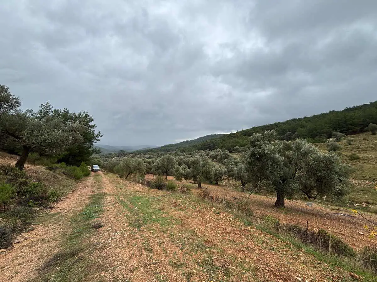 İZMİR URLA KADIOVACIK’TA YOLA CEPHELİ SATILIK TARLA