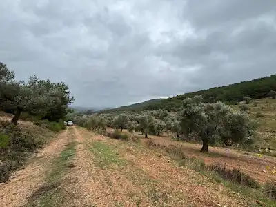 İZMİR URLA KADIOVACIK’TA YOLA CEPHELİ SATILIK TARLA