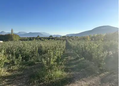 ISPARTA EĞİRDİRDE 980 AĞAÇLI VERİMLİ 13.829 M2 ELMA BAHÇESİ