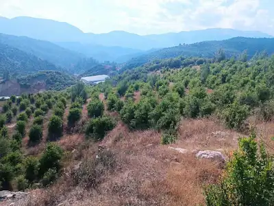 ANTALYA KUMLUCA KARACAÖREN'DE 12.655 M2 YUKSEK DEGERLİ NAR BAHÇESI