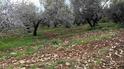 MANISA ŞEHZADELER SANCAKLI BOZKÖY'DE HAZIR GETIRILI STRATEJIK KONUMLU KIRALIK BAĞ&ZEYTINLIK