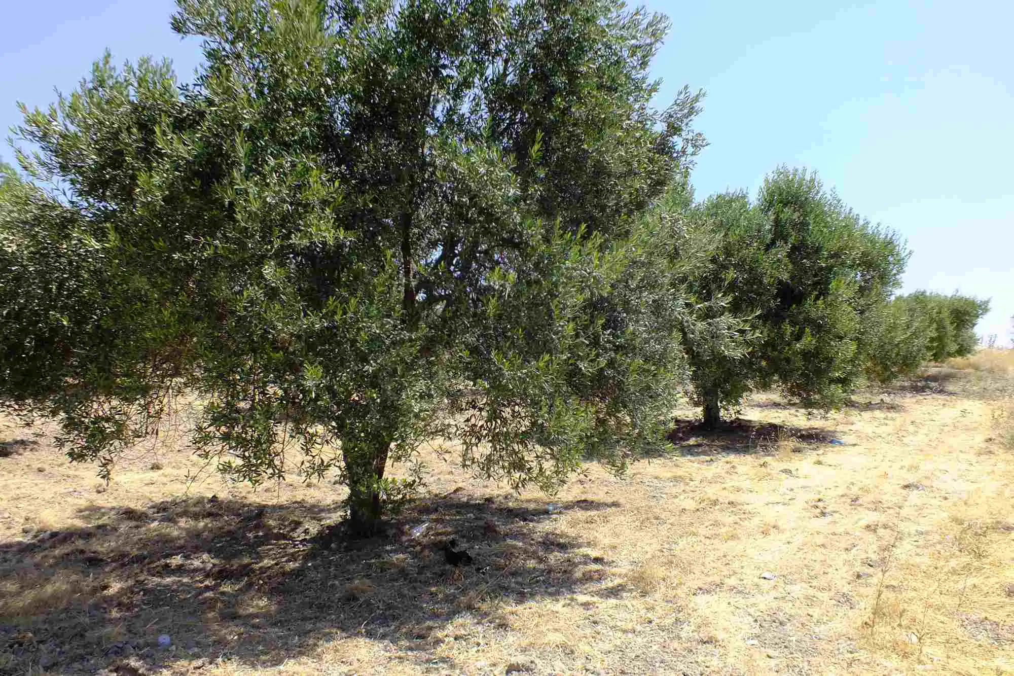 Property image 22
