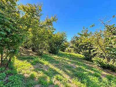 KARASU’DA ACARLAR LONGOZU KARŞISI 19.627 M² DENİZ MANZARALI TARLA