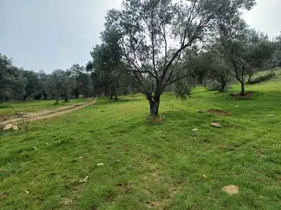 GÖMEÇ HACIHÜSEYINLER DE YATIRIMLIK 7663 M² ZEYTINLIK