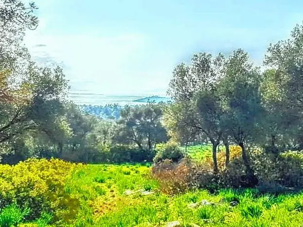 MİLAS,KIZILAĞAÇ 20.703M²ZEYTİNLİK, DENİZE 2 KM. DENİZ MANZARALI