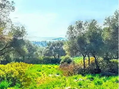 MİLAS,KIZILAĞAÇ 20.703M²ZEYTİNLİK, DENİZE 2 KM. DENİZ MANZARALI