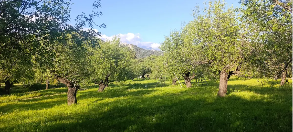 DATÇA PALAMUTBÜKÜ'NDE SATILIK ARAZİ