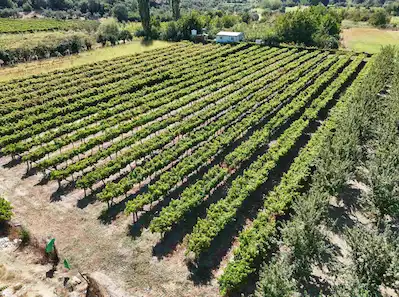 KUŞADASI KİRAZLI’DA 3 DÖNÜM TARLA | 121 ADA 43 PARSEL ÜZÜM BAHÇESİ