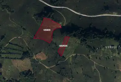 GÜRGENTEPE'DE VERİMLİ FINDIK BAHÇESİ | TOPLAM 14.646 M²