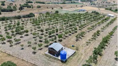 KAHRAMANKAZAN SOĞUCAK TERMAL BÖLGESİ YAKININDA, YATIRIMA UYGUN BAKIMLI VE SULAMALI CEVİZ BAHÇESİ