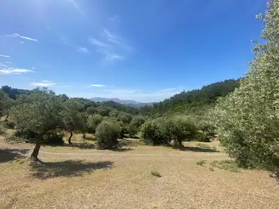 İZMIR SEFERIHISAR BEYLER’DE DOĞAYLA BAŞBAŞA SATILIK ZEYTINLIK