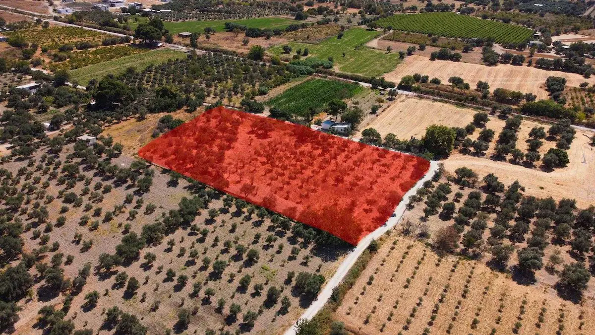 MANİSA YUNUSEMRE MAREŞAL FEVZİ ÇAKMAK MAHALLESİ’NDE VERİMLİ ZEYTİNLİK