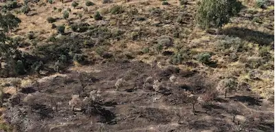 ANKARA TEMELLİ GİRMEÇ MAHALLESİ YATIRIMLIK KÖK TAPU TARLA !!
