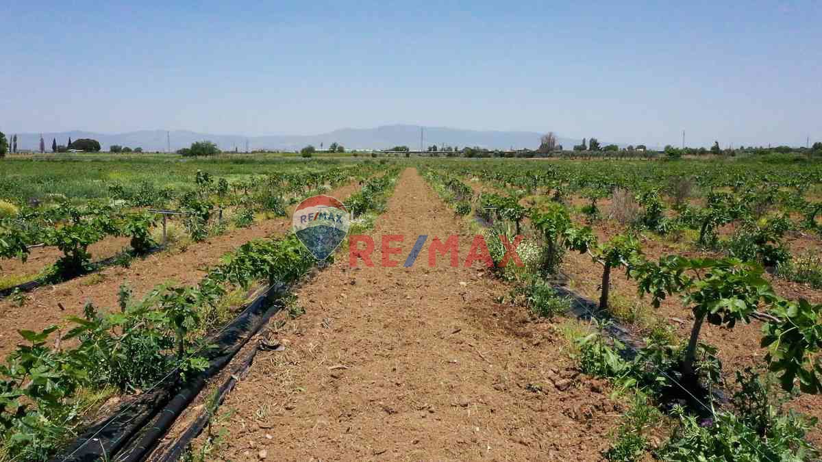 MANISA SALIHLI CAFERBEY 48 DÖNÜM SATILIK INCIR BAHÇESI