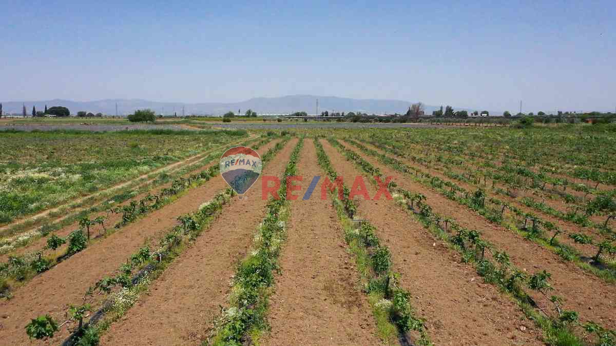 MANISA SALIHLI CAFERBEY 48 DÖNÜM SATILIK INCIR BAHÇESI