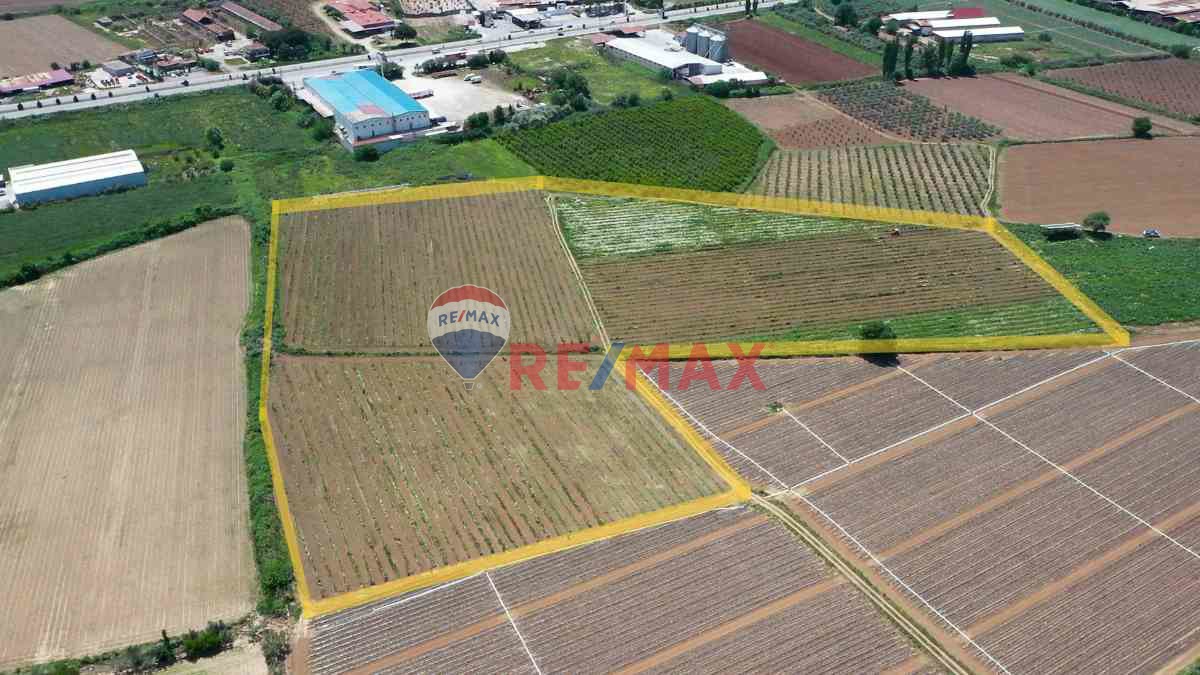 MANISA SALIHLI CAFERBEY 48 DÖNÜM SATILIK INCIR BAHÇESI