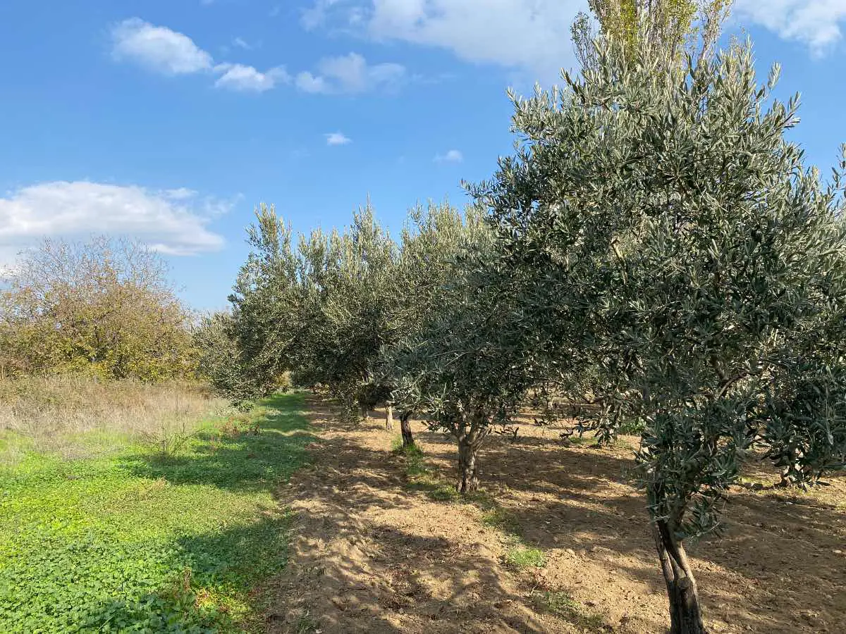 Property image 22
