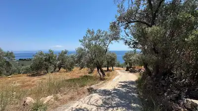ÇANAKKALE AYVACIK KAYALAR KÖYÜ’NDE SATILIK 1.950 M² ZEYTİNLİK