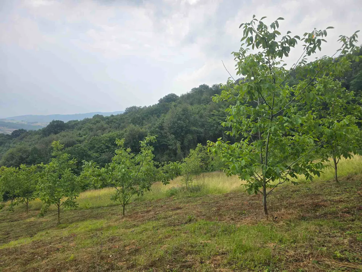 İZMİT BALÖREN MAH. SATILIK 5461 M² CEVİZ BAHÇESİ