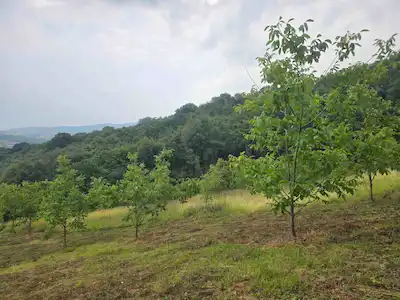 İZMİT BALÖREN MAH. SATILIK 5461 M² CEVİZ BAHÇESİ