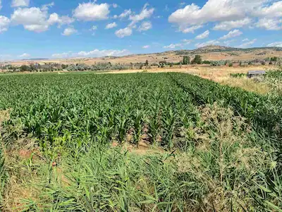 KIRIKKALE AŞAĞIMAHMUTLAR'DA 5811 M2 YOL CEPHELİ SATILIK TARLA