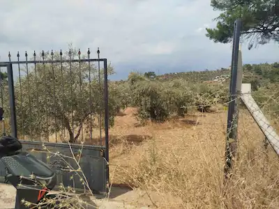 KEMALPAŞA ARMUTLU MAHALLESINDE SATILIK ZEYTİNLİK