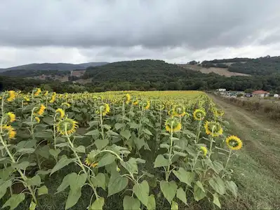 NEBİHOCA'DA RESMİ YOLA CEPHE ŞAHANE SATILIK 7000M2 SATILIK TARLA