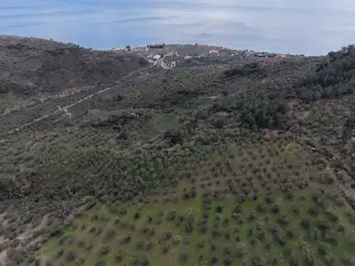 ÇANAKKALE AYVACIK KAYALAR KÖYÜ’NDE ZEYTİNLİK | 151 ADA 9 PARSEL