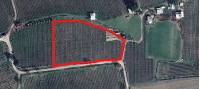 MANİSA ŞEHZADELER GÜZELKÖYDE 6.947 M2 YOLA SIFIR BAĞ FIRSATI