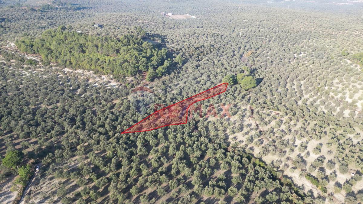 AYVALIKTA KADASTRAL YOLA CEPHELİ SATILIK ZEYTİNLİK