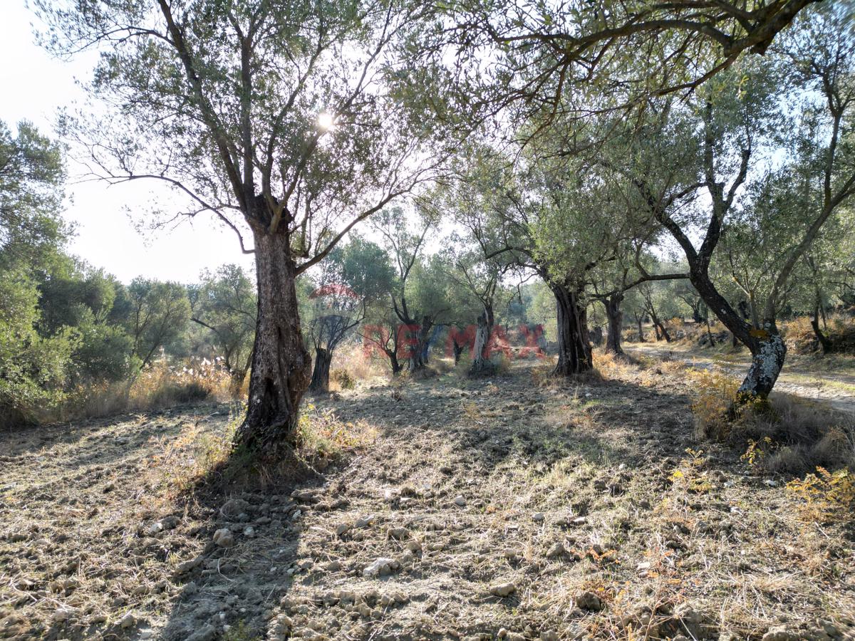 AYVALIKTA KADASTRAL YOLA CEPHELİ SATILIK ZEYTİNLİK