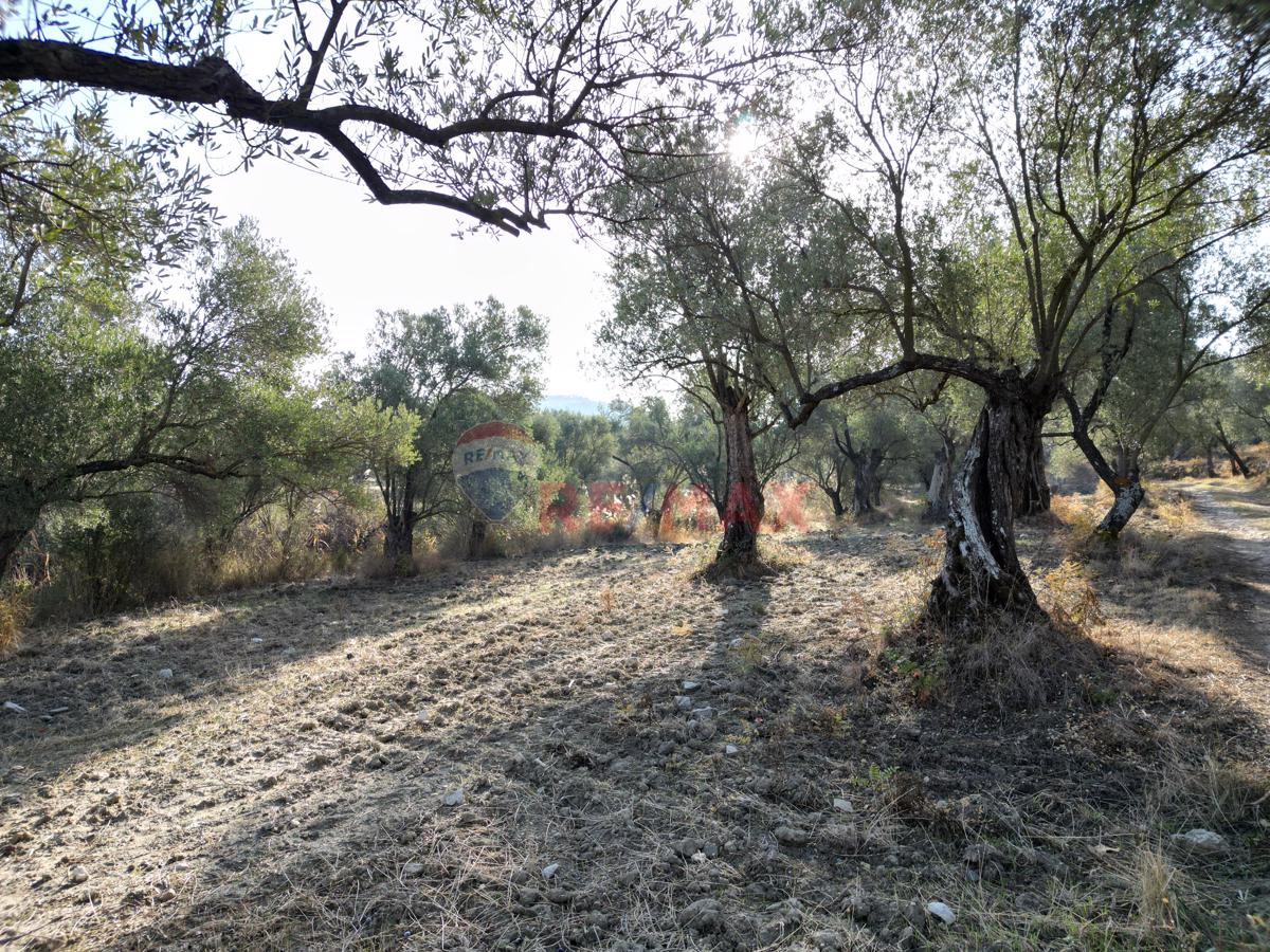 AYVALIKTA KADASTRAL YOLA CEPHELİ SATILIK ZEYTİNLİK