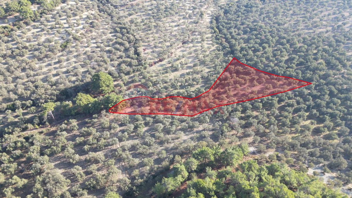 AYVALIKTA KADASTRAL YOLA CEPHELİ SATILIK ZEYTİNLİK