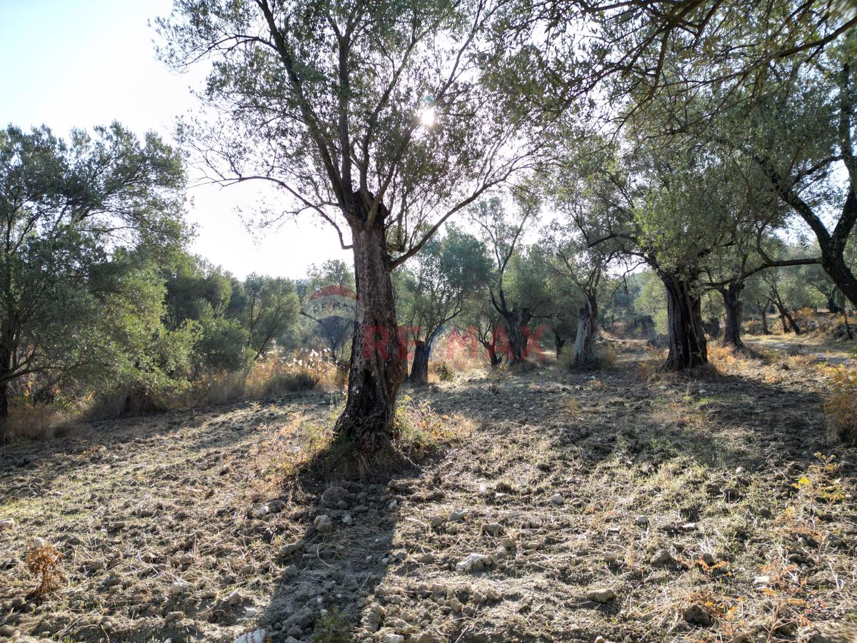 AYVALIKTA KADASTRAL YOLA CEPHELİ SATILIK ZEYTİNLİK