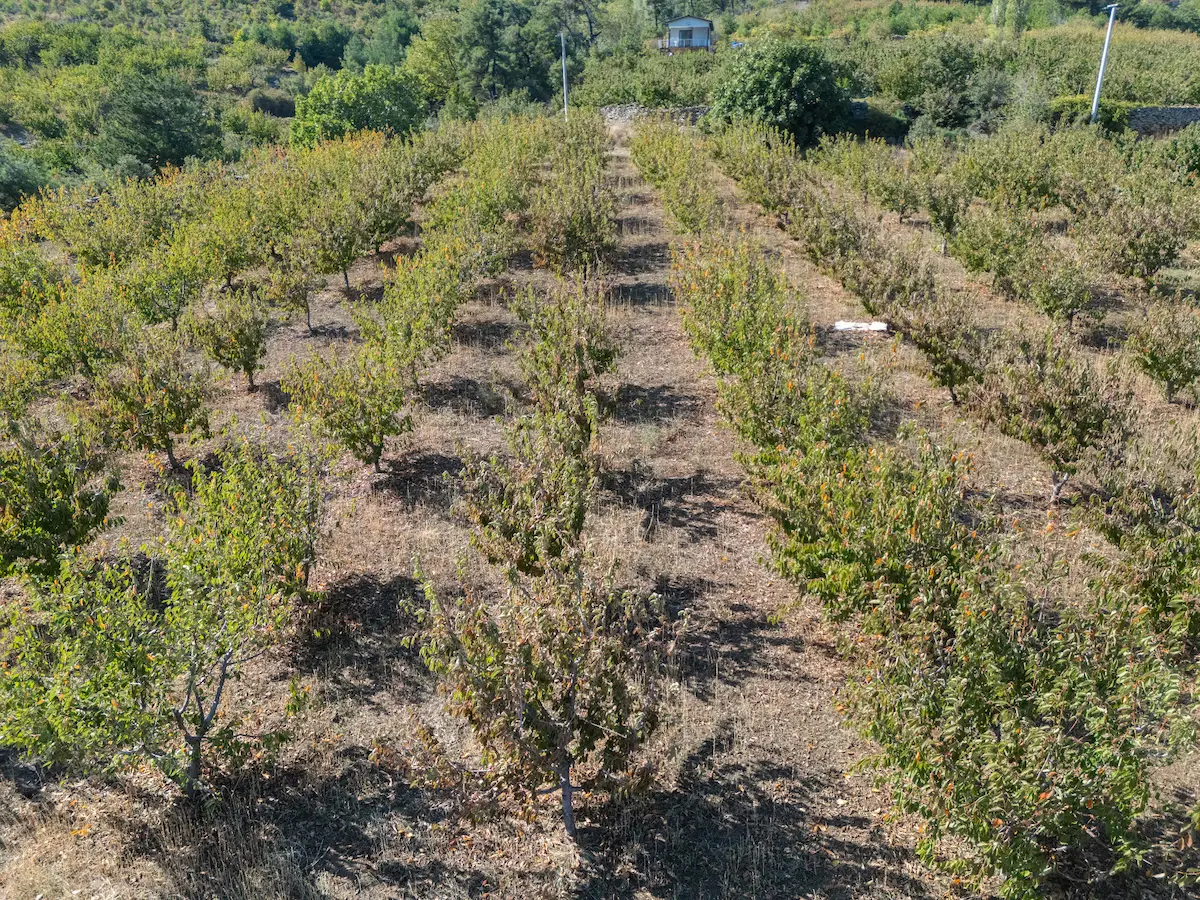 İZMIR KEMALPAŞA KAMBERLER KÖYÜNDE SATILIK KİRAZ BAHÇESI 2