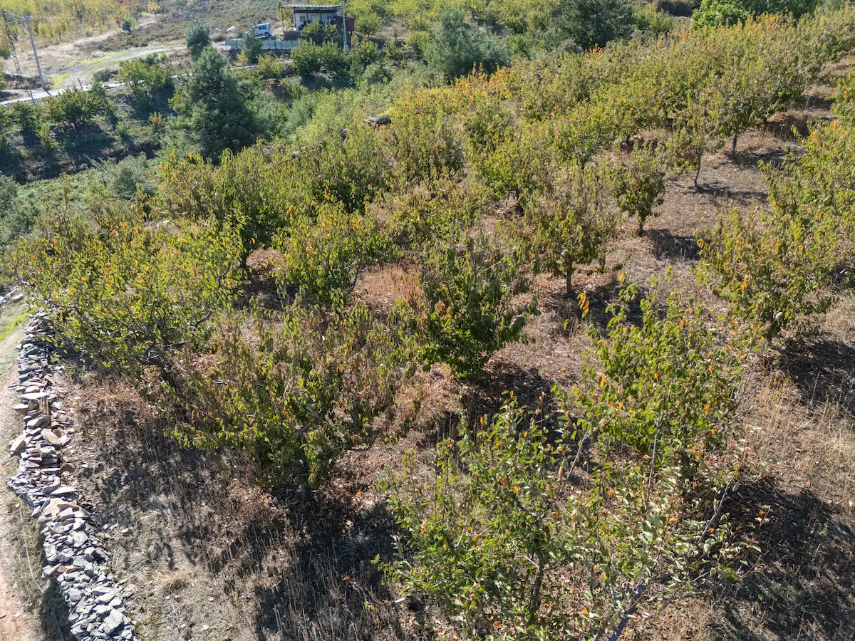 İZMIR KEMALPAŞA KAMBERLER KÖYÜNDE SATILIK KİRAZ BAHÇESI 3