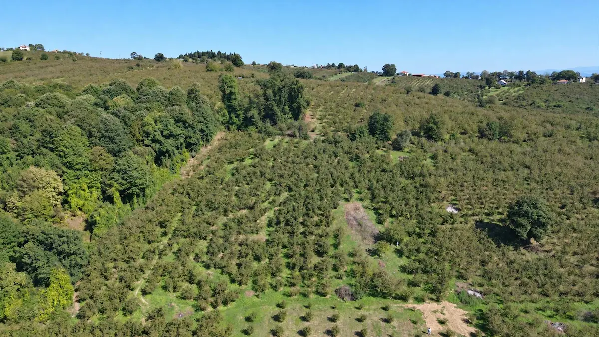 REMAX RIDVAN GEDİK'TEN FERİZLİ TEBERİKTE 10065 M2 FINDIK BAHÇESİ
