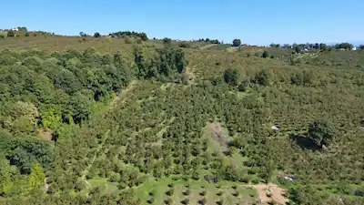 REMAX RIDVAN GEDİK'TEN FERİZLİ TEBERİKTE 10065 M2 FINDIK BAHÇESİ