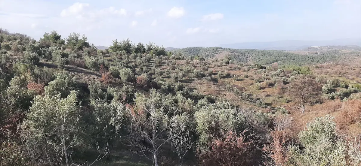 ÜRETİME HAZIR 29,8 DÖNÜM ZEYTİN & CEVİZ BAHÇESİ